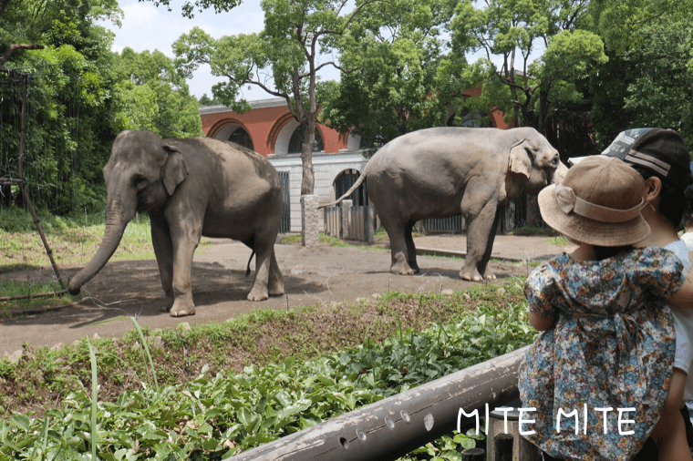 動物園で象さんを見る2歳の女の子とパパ