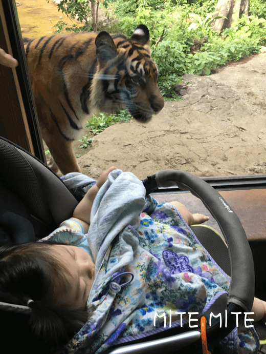 上野動物園でトラを見るベビーカーの赤ちゃん