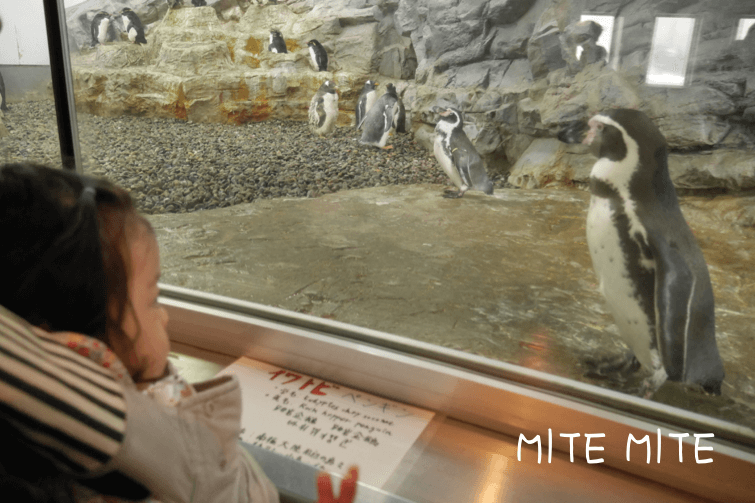 旭山動物園で抱っこ紐に入ってペンギンを見る1歳の女の子